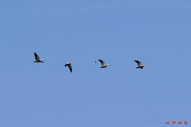 江鸟相关爆料视频  第1张