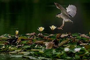 江鸟相关爆料视频  第3张